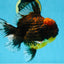 AAA Grade Godzilla Tiger Oranda Male 5.5 inches #100325OR_12