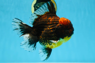 AAA Grade Godzilla Tiger Oranda Male 5.5 inches #100325OR_12