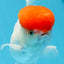 AAA Grade Red Cap Oranda Male 4.5 inches #0906OR_27