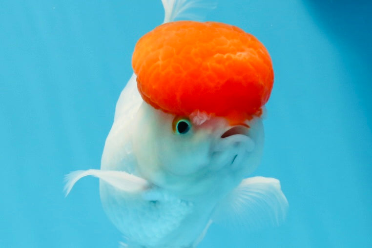 Oranda macho de tapa roja de grado AAA de 4,5 pulgadas n.º 0906OR_27