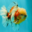 CHONKY AAA Grade Calico Oranda Male 6-6.5 inches #101626OR_21