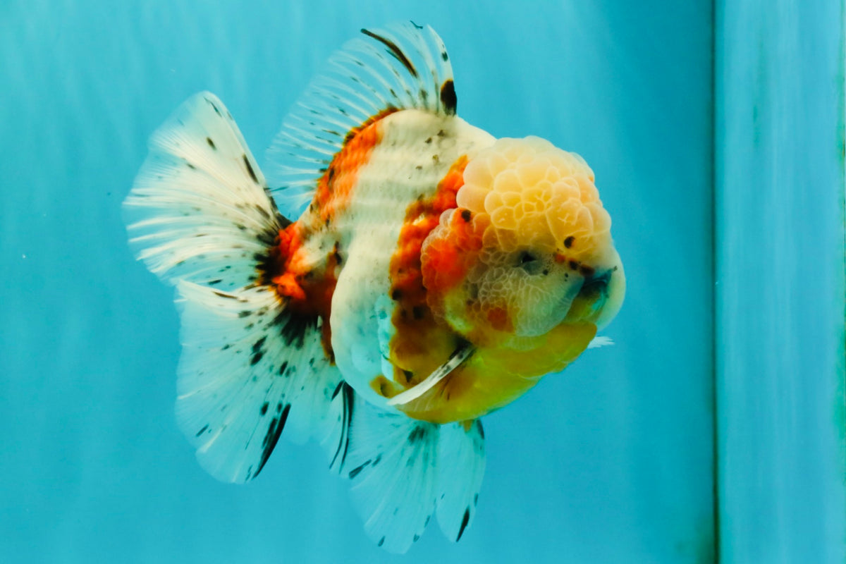 CHONKY AAA Grade Calico Oranda Male 6-6.5 inches #101626OR_21