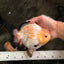 AAA Grade White Button Eyes Yuanbao Female 5.5 inches #062626YB_13
