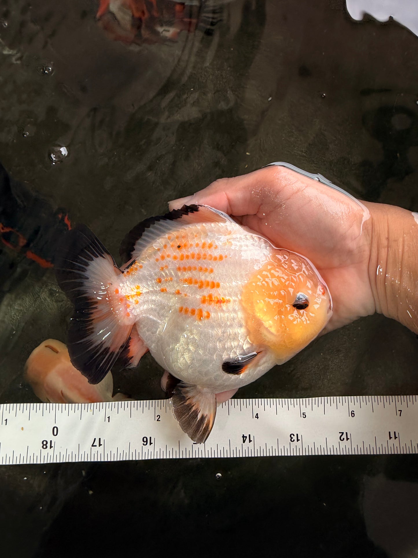 AAA Grade White Button Eyes Yuanbao Female 5.5 inches #062626YB_13