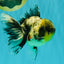 Marble Oranda Male 5.5 inches #080726OR_16