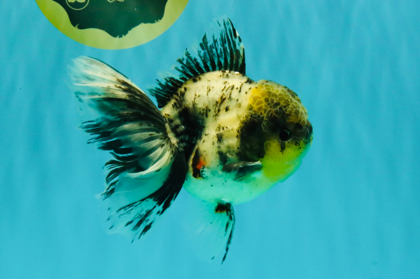 Marble Oranda Male 5.5 inches #080726OR_16