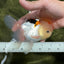 AAA Grade Lemonhead Tricolor Button Eyes Oranda Male 5 inches #111524OR_23