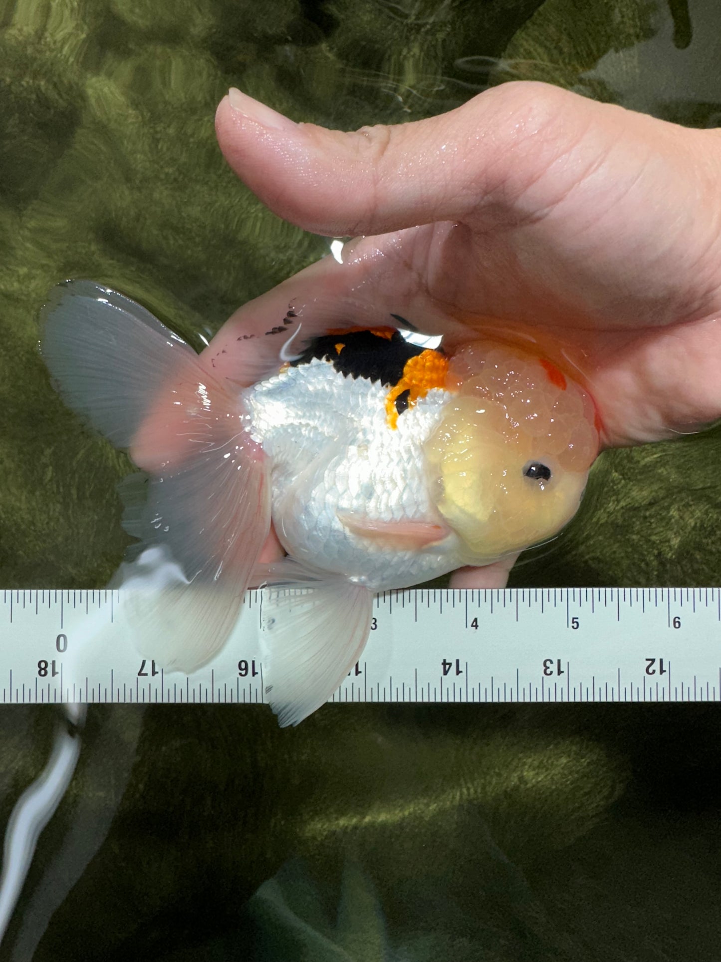 AAA Grade Lemonhead Tricolor Button Eyes Oranda Male 5 inches #111524OR_23