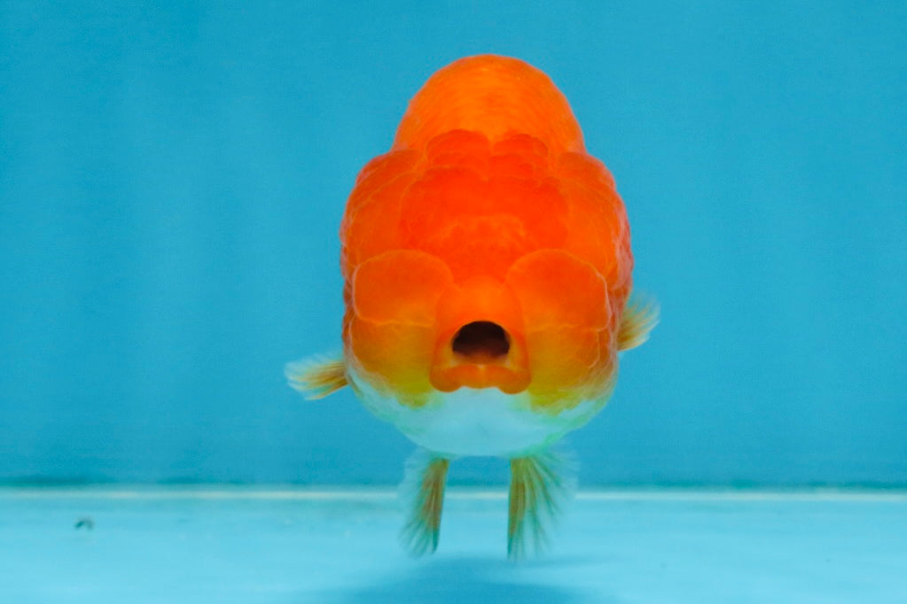 A Grade Red White LionQueen 4 inches #112825LC_06