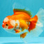 UNIQUE AAA Grade Red White Oranda Female 6.5-7 inches #032026OR_04