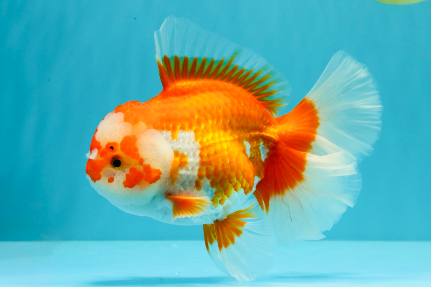 UNIQUE AAA Grade Red White Oranda Female 6.5-7 inches #032026OR_04