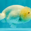 White Lionchu Female 4.5-5 inches #051526LC_15