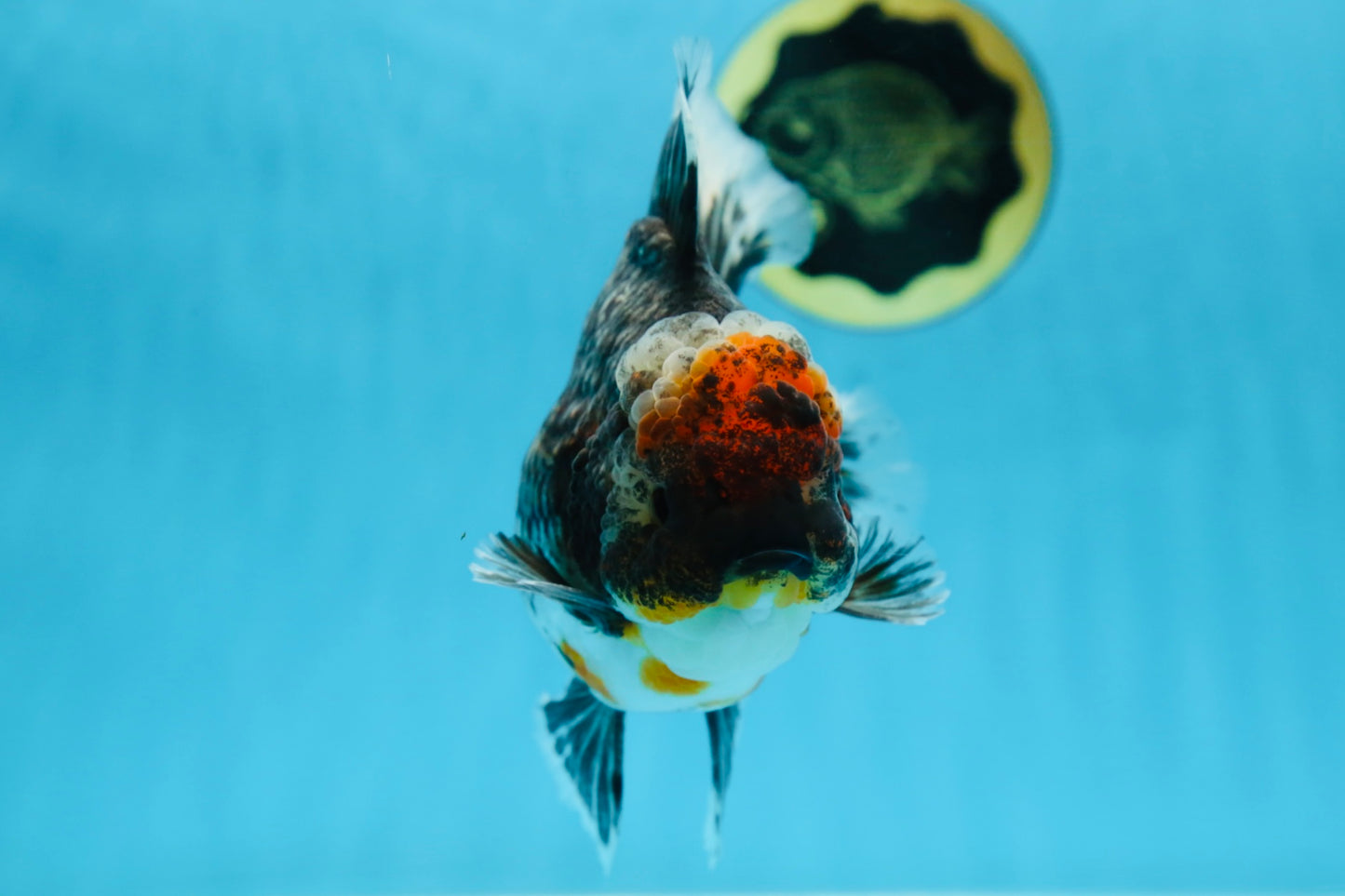 AAA Grade THICK BODY Calico Kirin Oranda Female 6 inches #080825OR_14