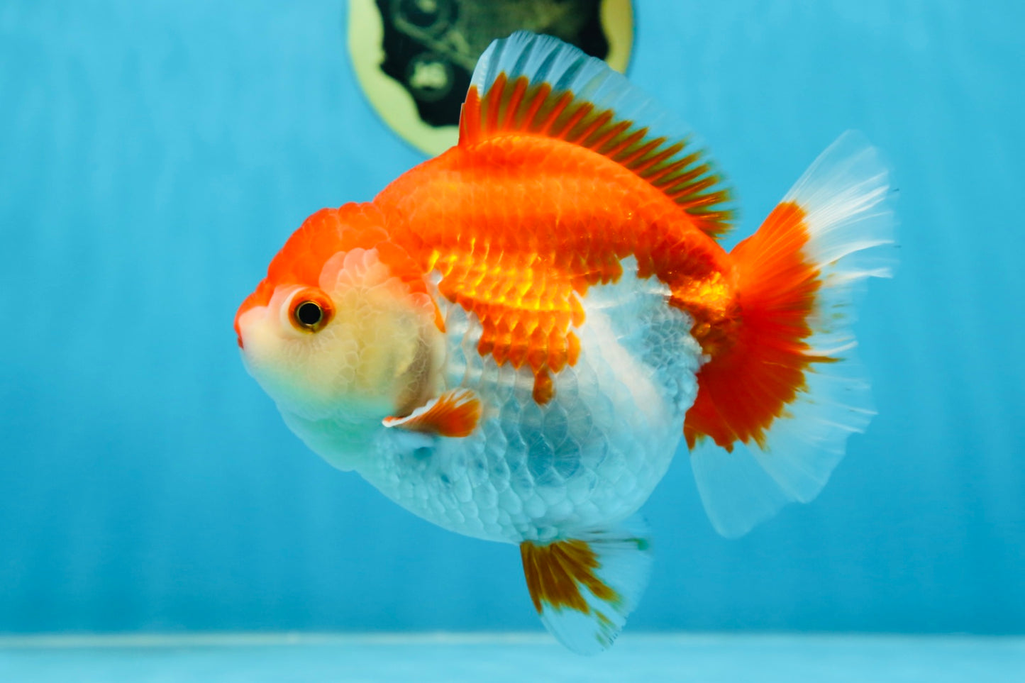 A Grade Red White Yuanbao 5.5 inches #080825YB_27