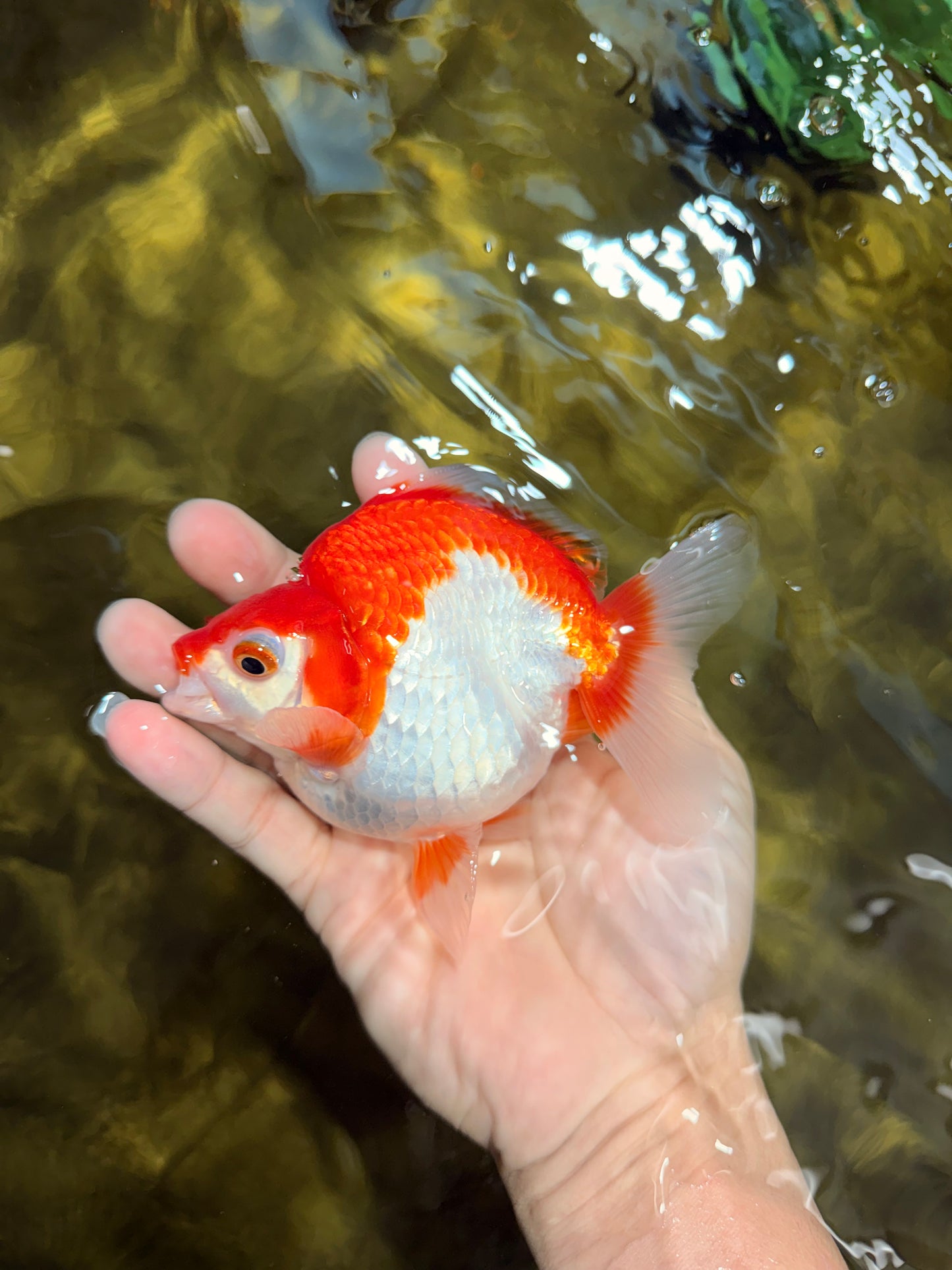 A Grade Red White Ryukin Female 4.5 inches #111425RK_10