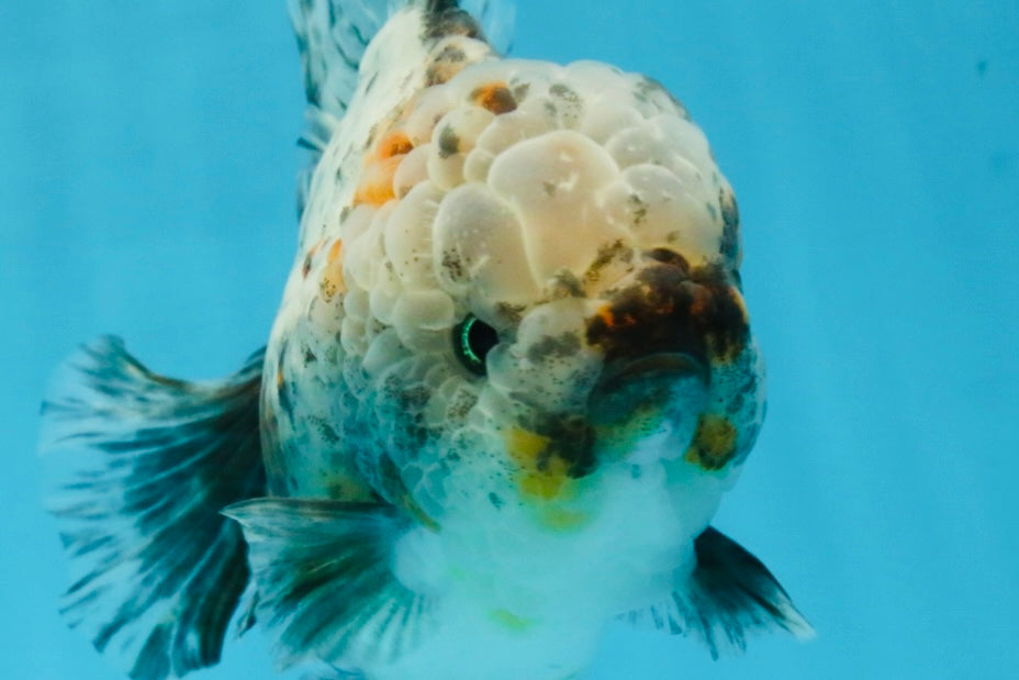 CHONKY AAA Grade Calico Kirin Oranda Male 5-5.5 inches #121225OR_03