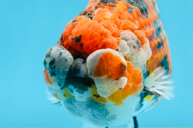 RARE AAA Grade Special Tricolor Tiger LionQueen 5.5 inches #082225LC_01