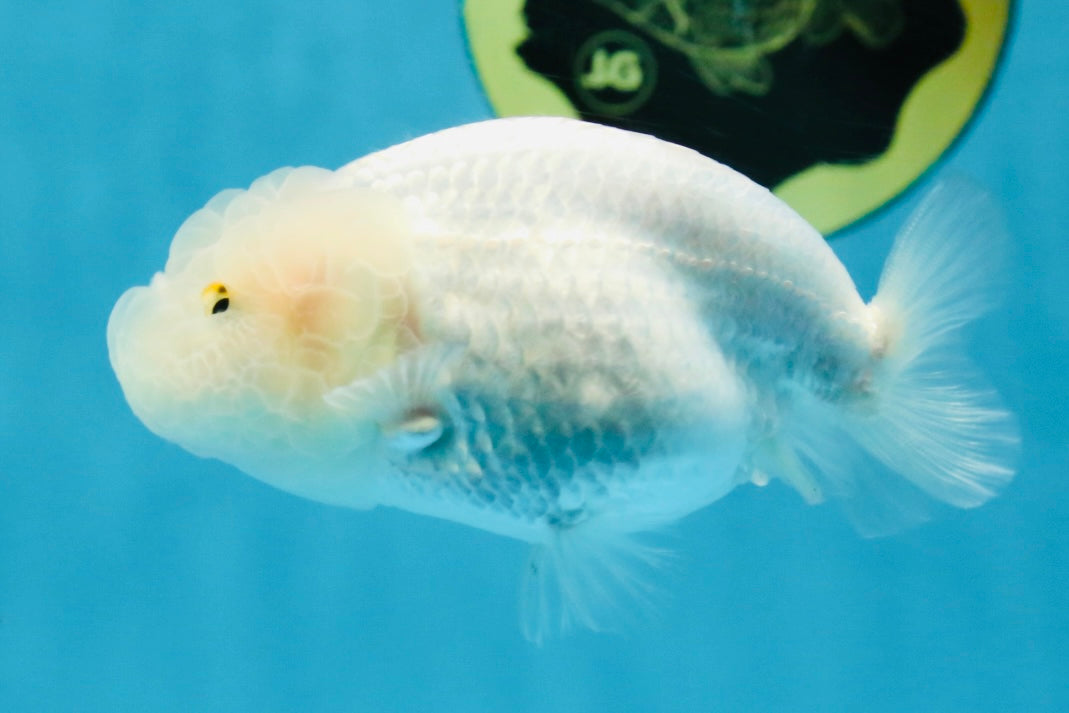 Snow White Lionchu Female 3.5 inches #121925LC_01