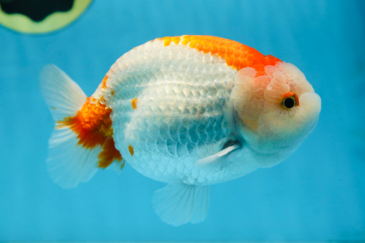 AAA Grade Red White LionKing 5.5 inches #082925LC_03