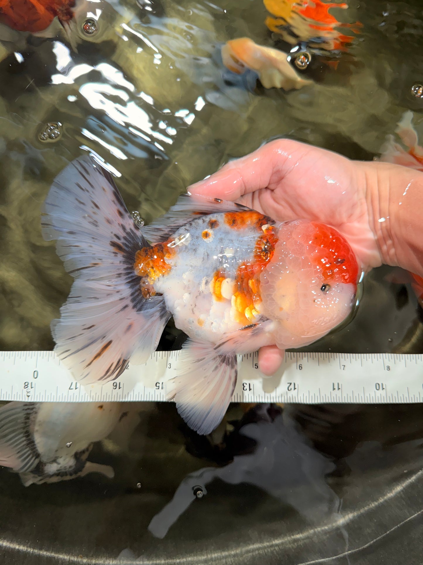 GIANT A Grade Calico Blue Base Oranda Male 7 inches #042426OR_10