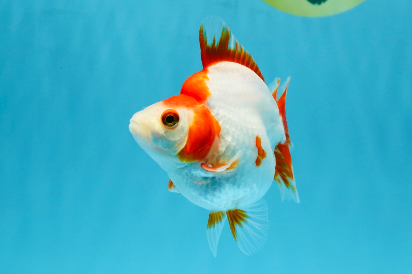 AAA Grade Red White Ryukin Female 4-4.5 inches #032726RK_25