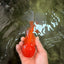 A Grade Red White Oranda Male 5.5-6 inches #082126OR_03