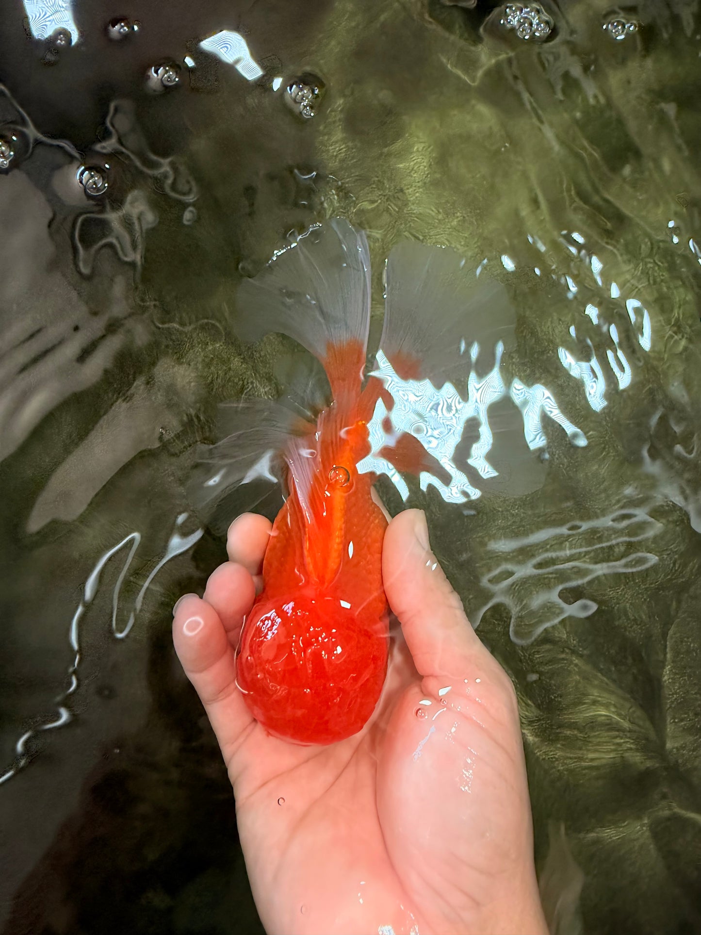 A Grade Red White Oranda Male 5.5-6 inches #082126OR_03