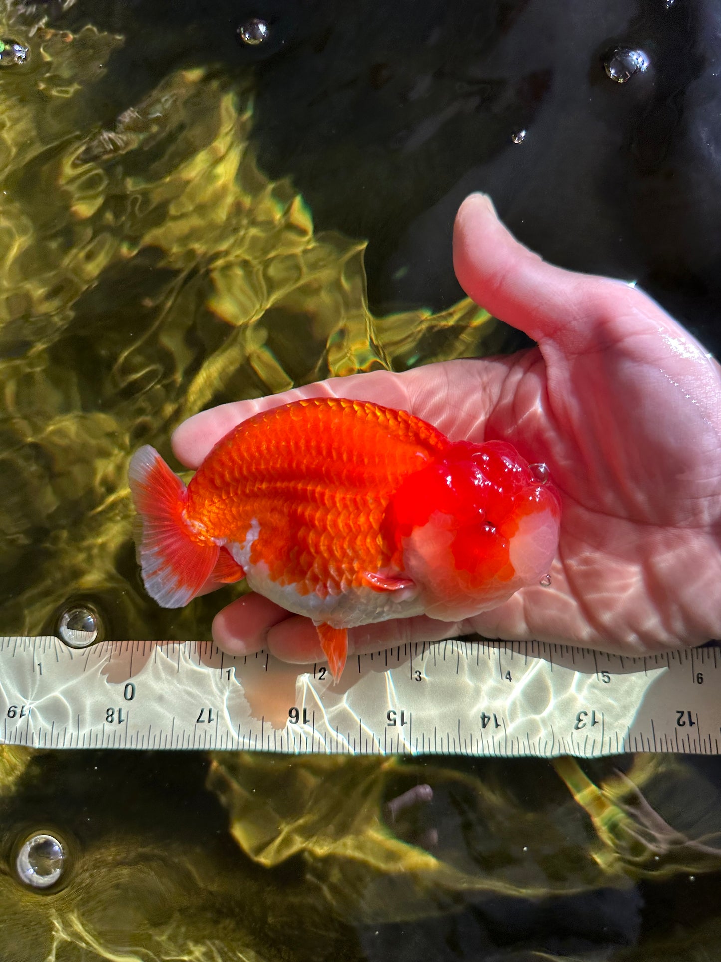 AAA Grade Red White LionKing 4.5 inches #050925LC_11