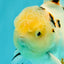 A Grade Sakura Oranda Male 6 inches #071726OR_22