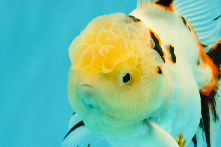 A Grade Sakura Oranda Male 6 inches #071726OR_22