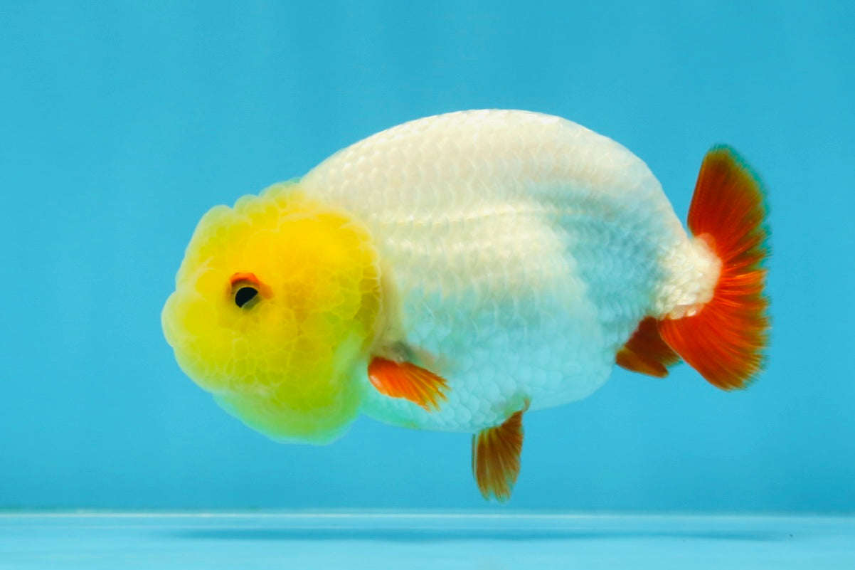 A Grade Lemonhead LionKing 3.5 inches #070425LC_06