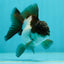 Panda Oranda Male 3.5 inches #1011OR_25