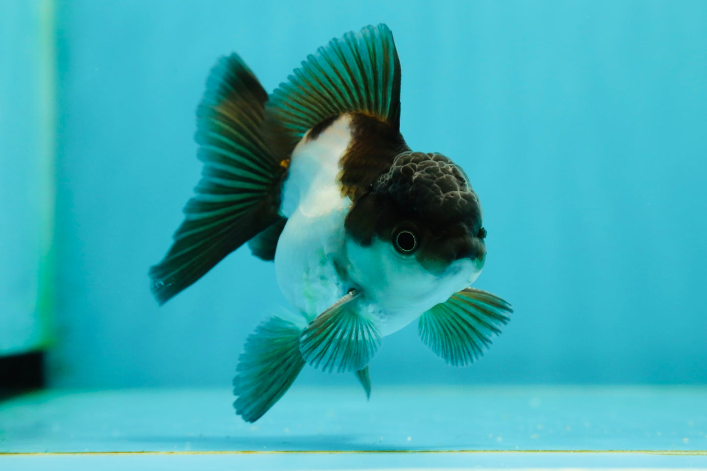 Panda Oranda Male 3.5 inches #1011OR_25