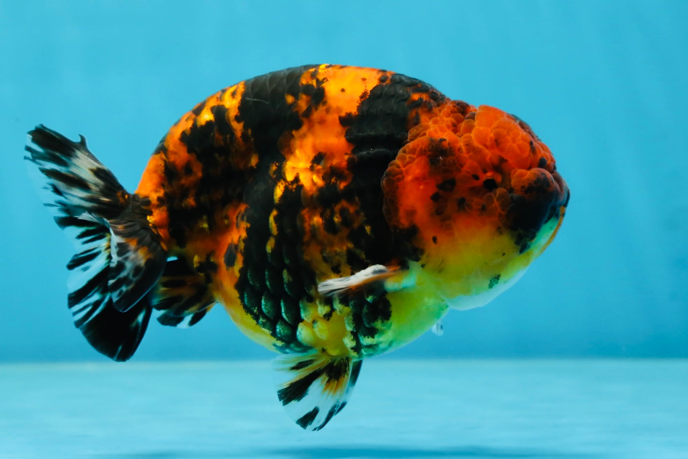 AAA Grade Tiger Female LionKing 5 inches #060625LC_06