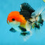 A Grade Tricolor Button Eyes Oranda Male 5 inches #080825OR_07