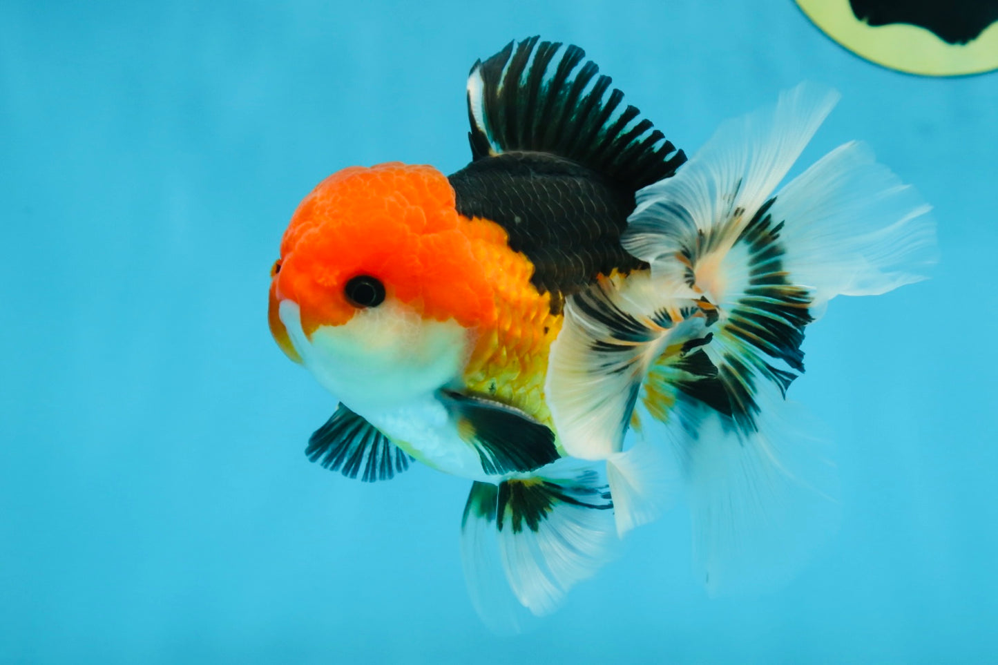 A Grade Tricolor Button Eyes Oranda Male 5 inches #080825OR_07