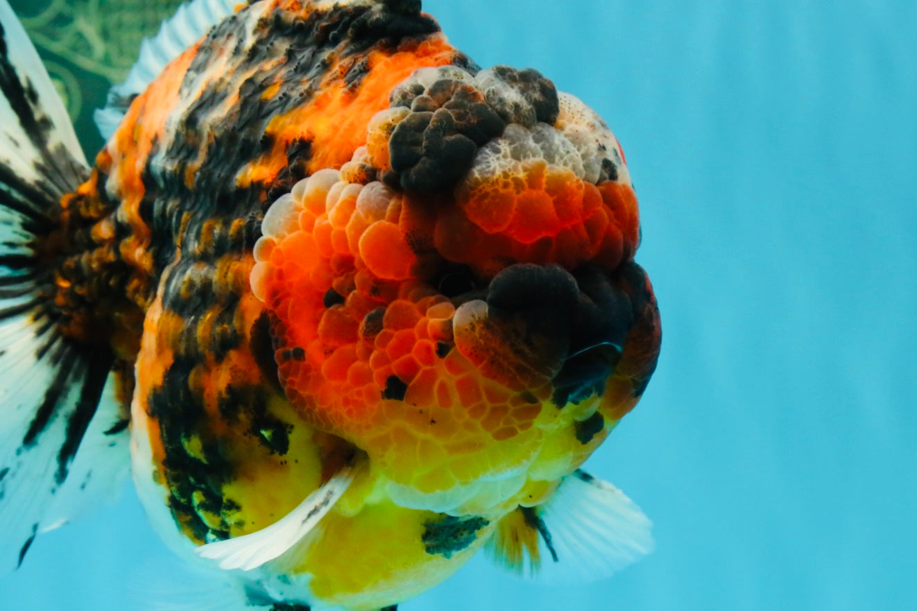 SUPER Special AAA Grade Godzilla Tiger Yuanbao Male 5 inches #022726YB_01