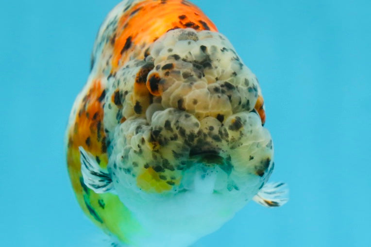 A Grade RARE Pepper Calico LionKing 4.5 inches #051625LC_11