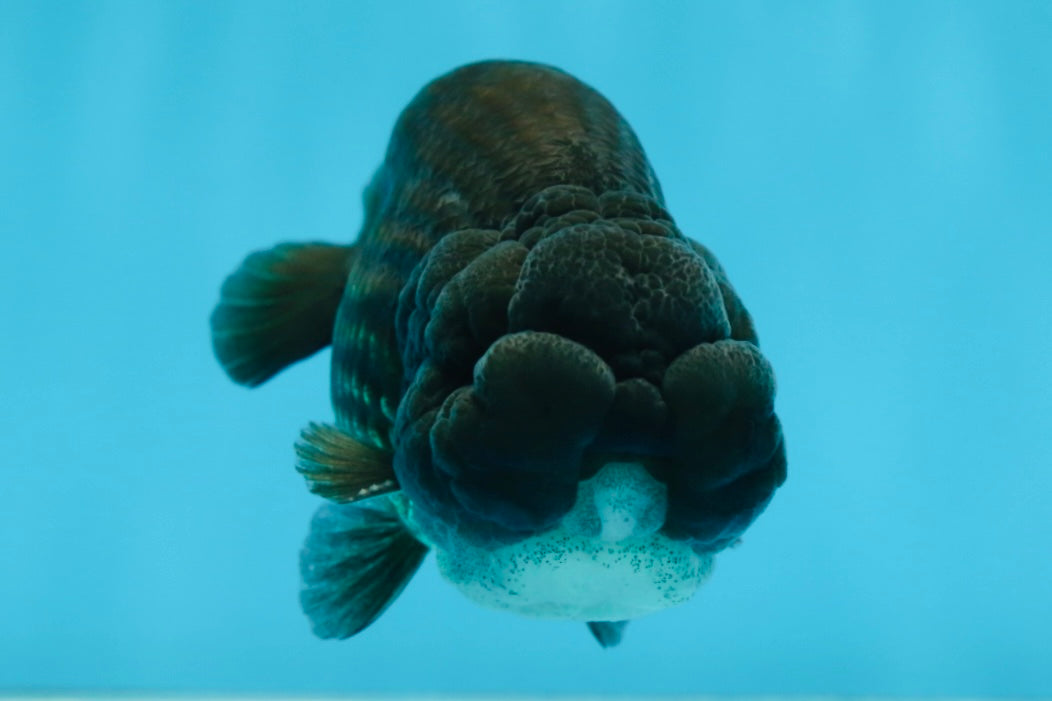 A Grade BIG WEN Black LionKing 4-4.5 inches #062025LC_09