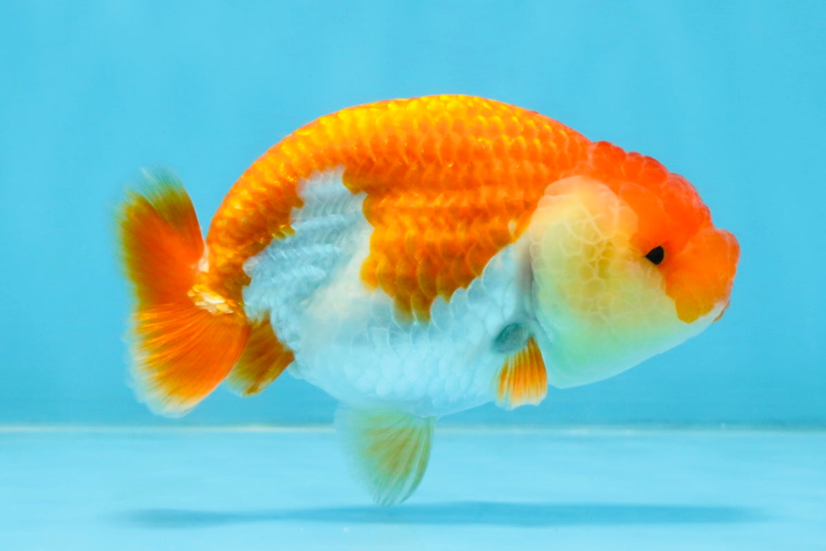 A Grade Red White LionQueen 4 inches #112125LC_06