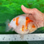 A Grade Chonky Egg Shape Tricolor Sakura Ranchu 5.5 inches #0531RC_04