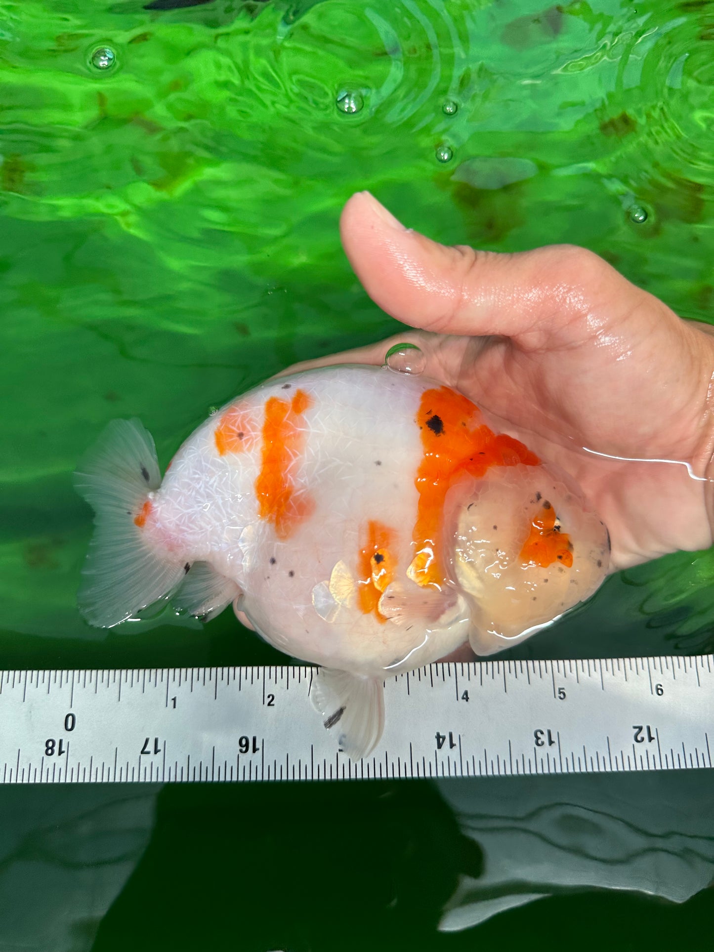 A Grade Chonky Egg Shape Tricolor Sakura Ranchu 5.5 inches #0531RC_04