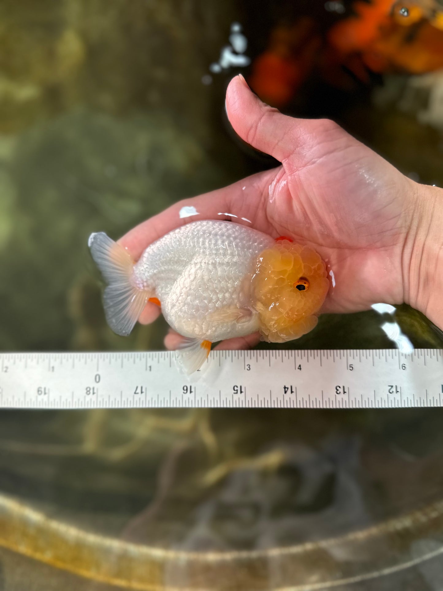 UNIQUE A Grade Red White LionQueen 4.5 inches #050225LC_18