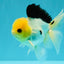 A Grade Panda Button Eyes Oranda Male 5-5.5 inches #031326OR_28
