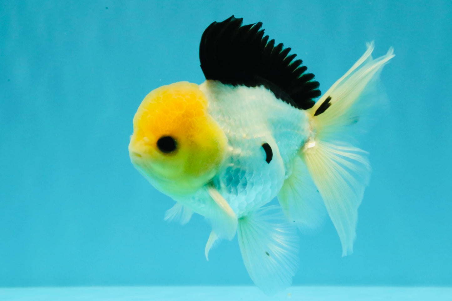 A Grade Panda Button Eyes Oranda Male 5-5.5 inches #031326OR_28