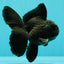 A Grade Black Oranda Male 5 inches #102326OR_13