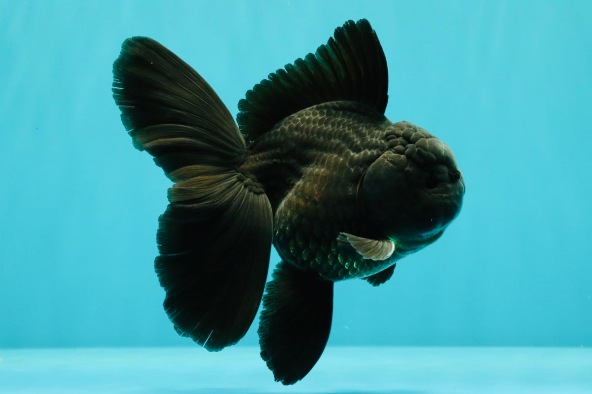 A Grade Black Oranda Male 5 inches #102326OR_13