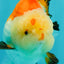 AAA Grade Tricolor Yuanbao Male 5 inches #072426YB_26