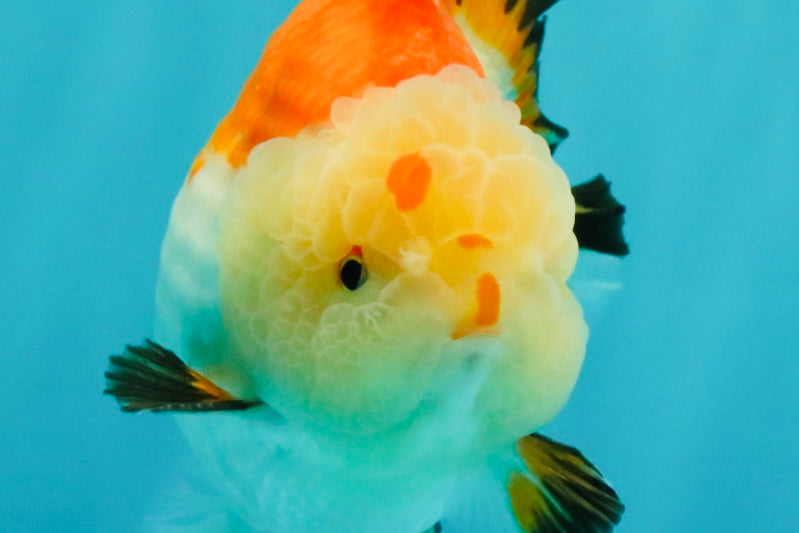 AAA Grade Tricolor Yuanbao Male 5 inches #072426YB_26