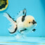 A Grade Panda Oranda Male 5.5 inches #120624OR_01